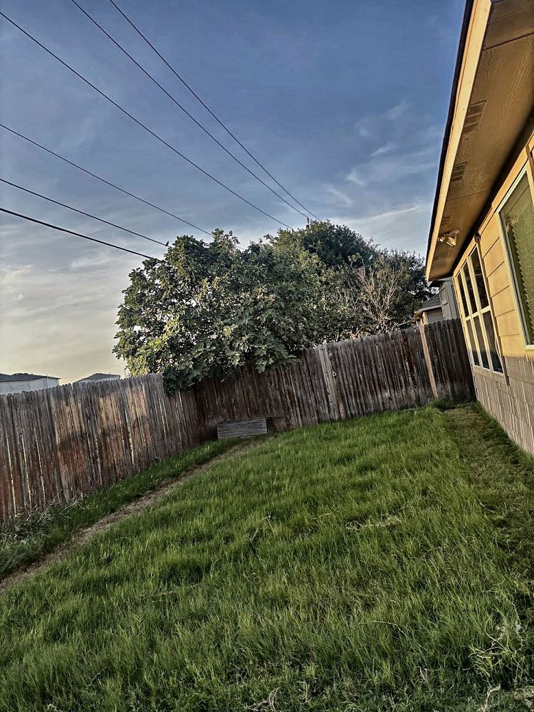 Overgrown lawn before AllGood cut